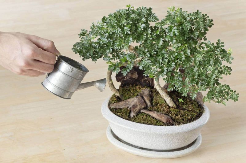 Hình ảnh cận cảnh một người đang tưới nước nhẹ nhàng cho một chậu cây monstera nhỏ, minh họa cho các mẹo chăm sóc cây cảnh trong nhà